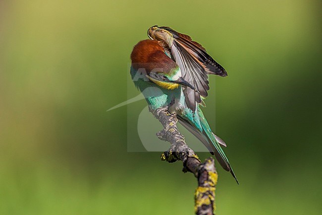 Bijeneter; Bee-eater stock-image by Agami/Daniele Occhiato,