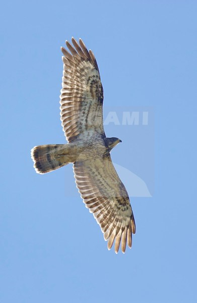 Wespendief, European Honey Buzzard, Pernis apivorus stock-image by Agami/Tomi Muukkonen,