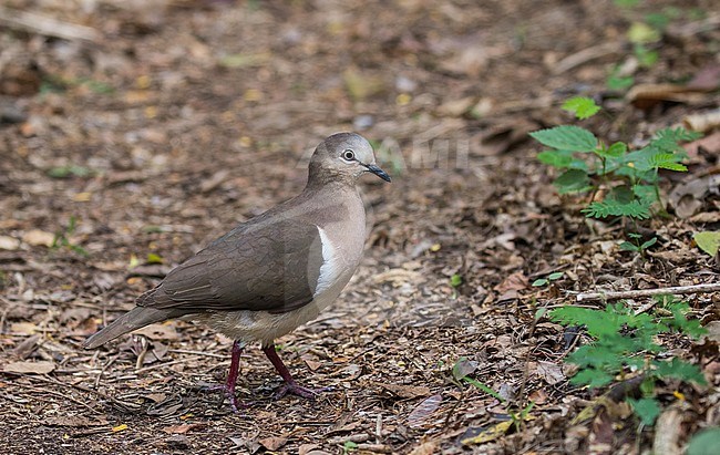 Critically Endangered Grenada dove (Leptotila wellsi) walking on the forest floor on Grenada island in the Lesser Antilles. stock-image by Agami/Pete Morris,