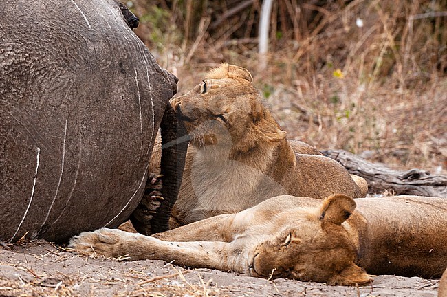 Lions, Panthera leo, eating an African elephant, and resting nearby. Chobe National Park, Kasane, Botswana. stock-image by Agami/Sergio Pitamitz,