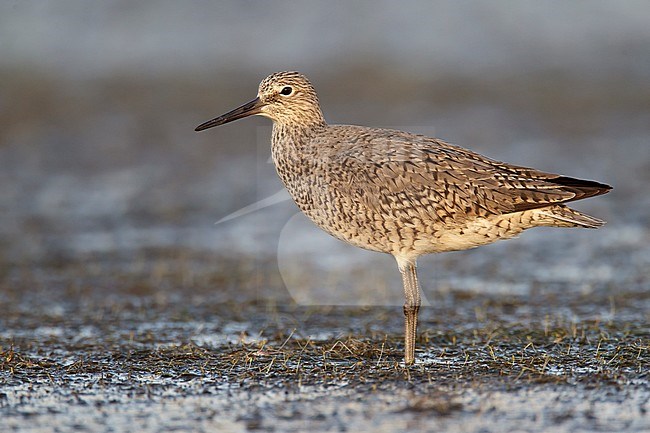 Adult breeding 
Galveston Co., TX 
April 2011 stock-image by Agami/Brian E Small,