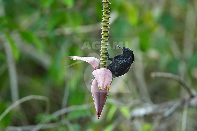 Hair-crested Drongo (Dicrurus hottentottus) at Kaeng Krachan National Park, Thailand stock-image by Agami/Helge Sorensen,