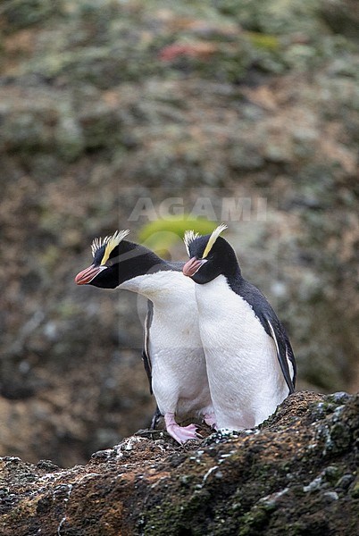 Pair of Erect-crested Penguins (Eudyptes sclateri) on the Antipodes Islands, New Zealand, resting on a rocky cliff along the coast. stock-image by Agami/Marc Guyt,