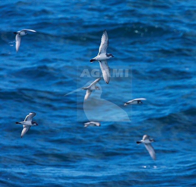 Breedbekprion vliegend; Broad-billed Prion flying stock-image by Agami/Marc Guyt,