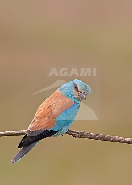 European Roller adult perched; Scharrelaar volwassen zittend stock-image by Agami/Markus Varesvuo,