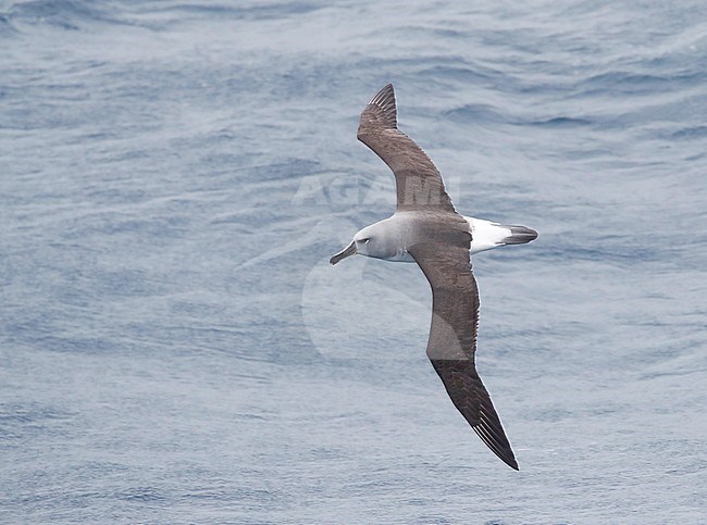Adult Grey-headed Albatross (Thalassarche chrysostoma) in flight over the southern pacific ocean off New Zealand subantarctic islands. Seen from above. stock-image by Agami/Marc Guyt,