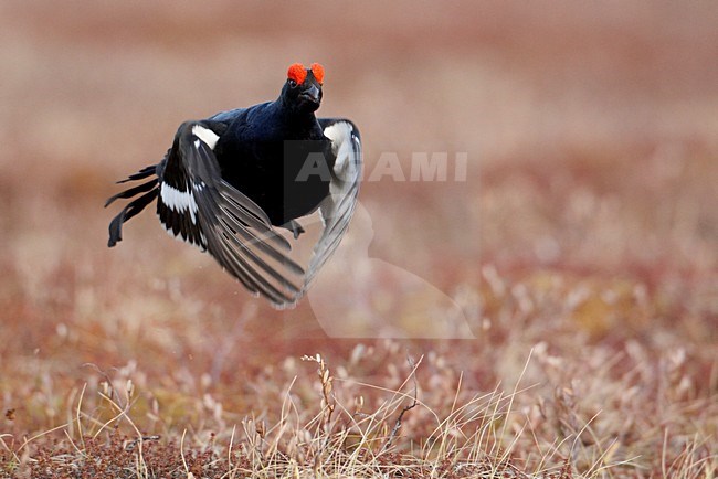 Mannetje Korhoen tijdens baltsvlucht; Male Black Grouse in display flight stock-image by Agami/Markus Varesvuo,