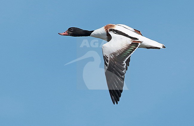 Common Shelduck (Tadorna tadorna), second calender-year female in flight, showing upperwing, seen from the side. stock-image by Agami/Fred Visscher,