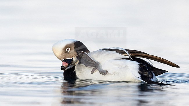 IJseend vrouwtje in water; Long-tailed Duck female in water stock-image by Agami/Markus Varesvuo,