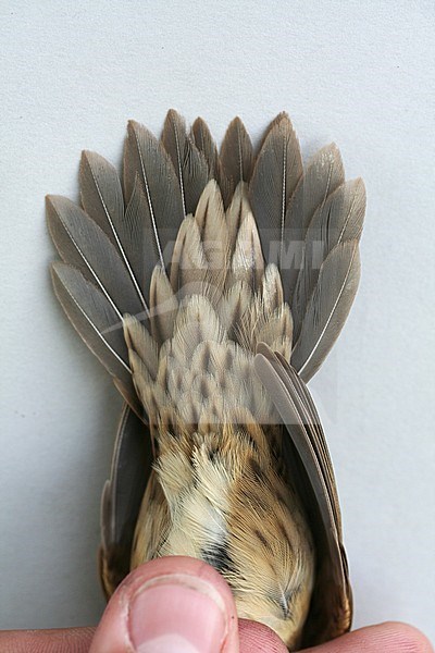 First-winter Common Grasshopper Warbler (Locustella naevia) caught in the Netherlands. Showing under tail coverts. stock-image by Agami/Christian Brinkman,