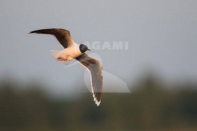 Little Gull - Zwergmöwe - Hydrocoloeus minutus, Russia (Tscheljabinsk), adult stock-image by Agami/Ralph Martin,