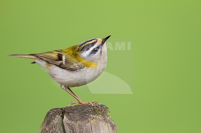 Firecrest - Sommergoldhähnchen - Regulus ignicapilla ssp. ignicapilla, Germany stock-image by Agami/Ralph Martin,