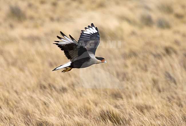 Southern Caracara, Kuifcaracara, Caracara plancus stock-image by Agami/Marc Guyt,