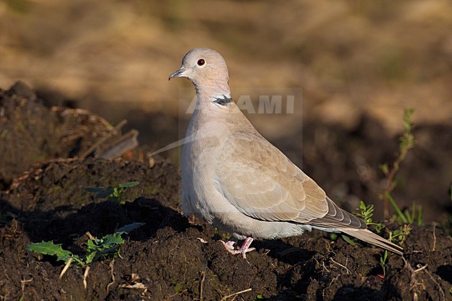 Turkse Tortel in een akker; Eurasian Collared Dove in a field stock-image by Agami/Daniele Occhiato,