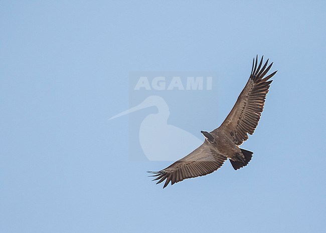 Cape vulture (Gyps coprotheres) in South Africa. Flying overhead. stock-image by Agami/Pete Morris,