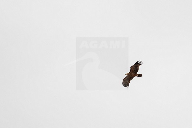 Tawny Eagle, Aquila rapax, in South Africa. stock-image by Agami/Pete Morris,