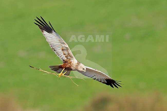 Bruine Kiekendief;Marsh Harrier;Circus aeruginosus; stock-image by Agami/Hans Gebuis,