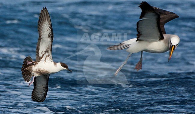 Grote Pijlstormvogel vliegend met Atlantic Yellow-nosed Albatross; Great Shearwater flying with Atlantic Yellow-nosed Albatross stock-image by Agami/Marc Guyt,