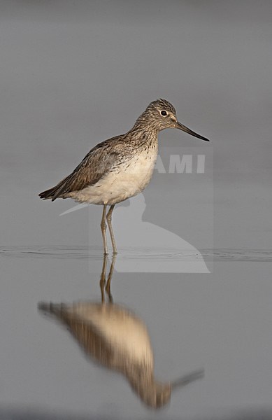 Common Greenshank  standing in water, Groenpootruiter staand in water stock-image by Agami/Jari Peltomäki,