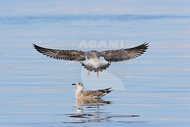 Juveniele Geelpootmeeuw, Juvenile Yellow-legged Gull stock-image by Agami/Karel Mauer,