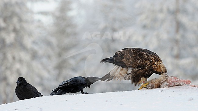 Steenarend in de sneeuw, Golden Eagle in the snow stock-image by Agami/Jari Peltomäki,