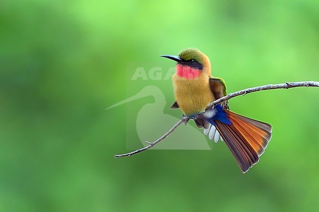 Red-throated Bee-eater (Merops bulocki) perched on a branch in a rainforest clearing in Ghana. stock-image by Agami/Dubi Shapiro,