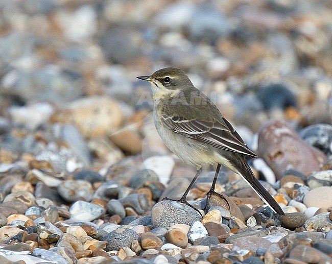 First-winter Eastern Yellow Wagtail (Motacilla tschutschensis) at Walberswick, Suffolk, during late autumn. stock-image by Agami/Steve Gantlett,
