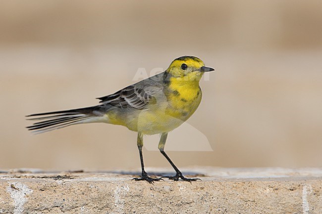 Mannetje Citroenkwikstaart; Male Citrine Wagtail stock-image by Agami/Daniele Occhiato,
