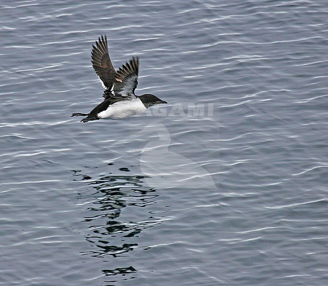 Thick-billed Murre (Uria lomvia) during artctic summer in Svalbard, Norway stock-image by Agami/Pete Morris,