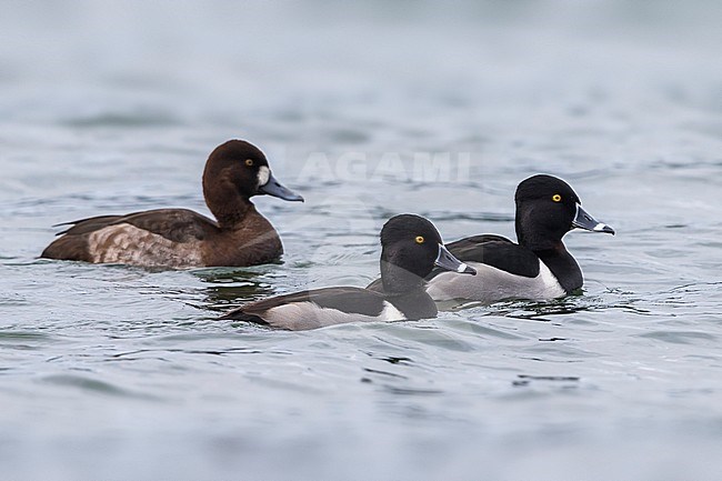 Ringsnaveleend; Ring-necked Duck, Aythya collaris; Topper, Greater Scaup, Aythya marila stock-image by Agami/Daniele Occhiato,