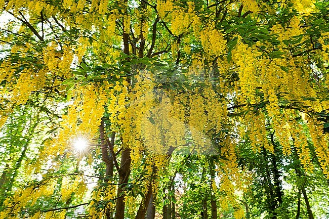 Flowering Common Laburnum (Laburnum anagyroides) in spring stock-image by Agami/Caroline Piek,