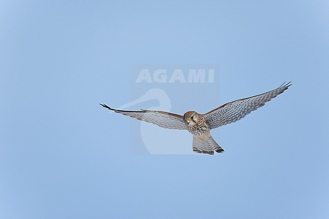 Hovering Common Kestrel (Falco tinnunculus) in the Netherlands. stock-image by Agami/Ran Schols,