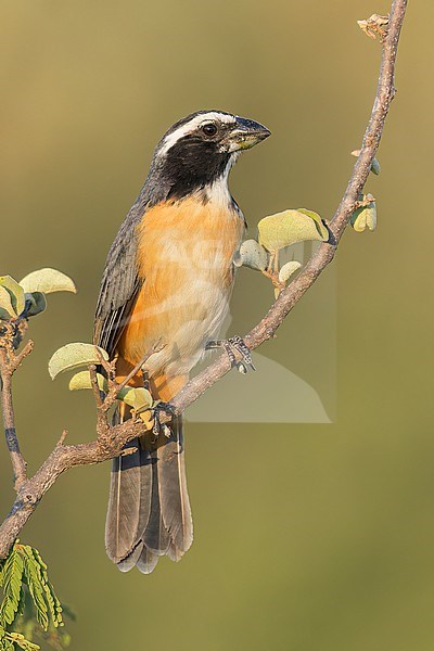 Orinoco Saltator (Saltator orenocensis) perched on a branch in Colombia, South America. stock-image by Agami/Glenn Bartley,