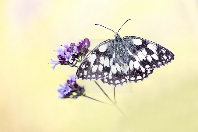 A Marbled White butterfly perched on the flower of oregano stock-image by Agami/Onno Wildschut,