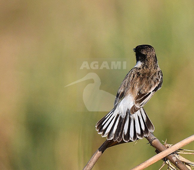 Male White-tailed Stonechat (Saxicola leucurus) near Bagan in Myanmar. Showing its tail feathers by spreading its tail. stock-image by Agami/Laurens Steijn,