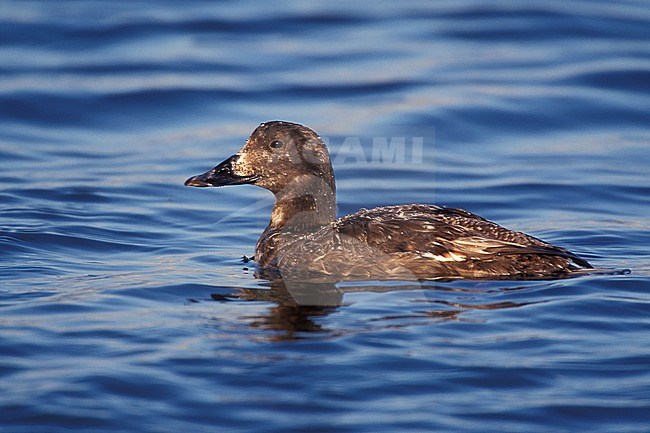 Adult female
Los Angeles Co., CA
March 1999 stock-image by Agami/Brian E Small,