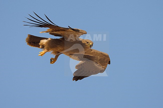 Onvolwassen Steppearend in de vlucht; Immature Steppe Eagle in flight stock-image by Agami/Daniele Occhiato,