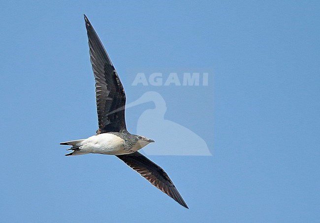 Juvenile Black-winged Pratincole, Glareola nordmanni, juvenile in flight, seen from the side, showing under wing. stock-image by Agami/Fred Visscher,