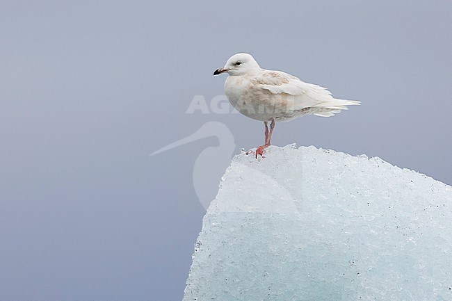 Iceland Gull (Larus glaucoides), side view of an immature standing on an iceberg, Southern Region, Iceland stock-image by Agami/Saverio Gatto,