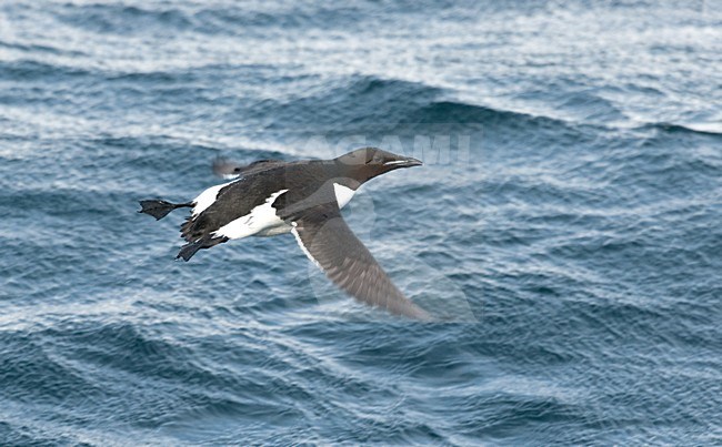 Kortbekzeekoet in zomerkleed in de vlucht; Summer plumaged Thick-billed Murre in flight stock-image by Agami/Roy de Haas,
