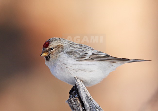 Witstuitbarmsijs zittend op een stronk; Arctic Redpoll perched on a branch stock-image by Agami/Markus Varesvuo,