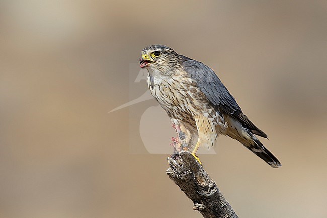 Adult male American Merlin (Falco columbarius columbarius) wintering in Riverside County, California, in November. Perched on a dead branch against a brown background. stock-image by Agami/Brian E Small,