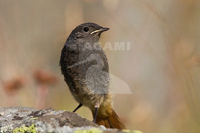 Jonge Zwarte Roodstaart op rots Zwitserland, Young Black Redstart at rock Switzerland stock-image by Agami/Wil Leurs,