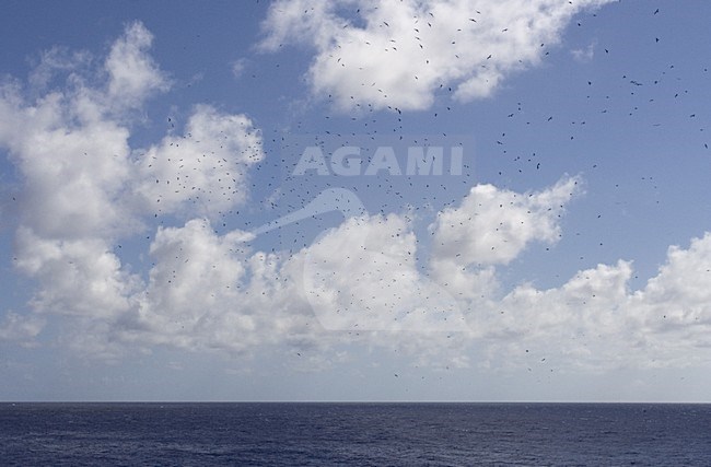 Ascension Frigatebird group flying high in the air; Ascensionfregatvogel groep vliegend hoog in de luht stock-image by Agami/Marc Guyt,