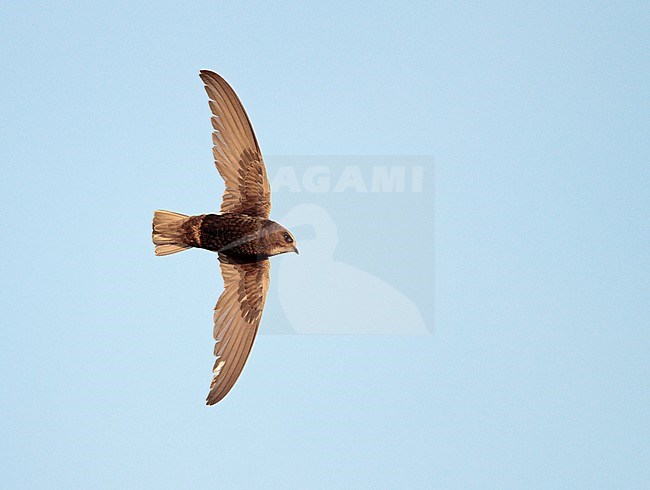 Little Swift (Apus affinis) in flight in Spain. stock-image by Agami/Ran Schols,