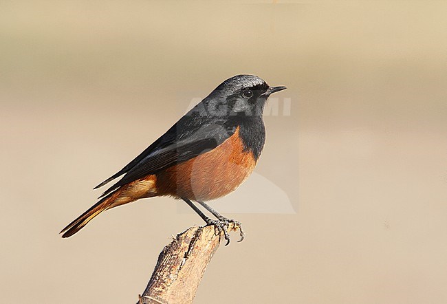 Mannetje Oosterse Zwarte Roodstaart zittend op een tak; Male Eastern Black Redstart (Phoenicurus ochruros phoenicuroides) perched on a branch stock-image by Agami/James Eaton,