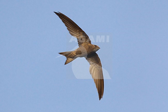 Vale Gierzwaluw in de vlucht; Pallid Swift in flight stock-image by Agami/Daniele Occhiato,