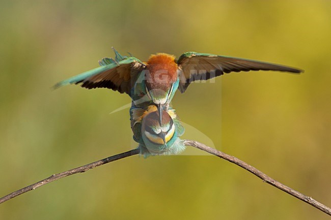 Paartje Bijeneters parend Lesbos Griekenland, European Bee-eater pair mating Lesvos Greece stock-image by Agami/Wil Leurs,