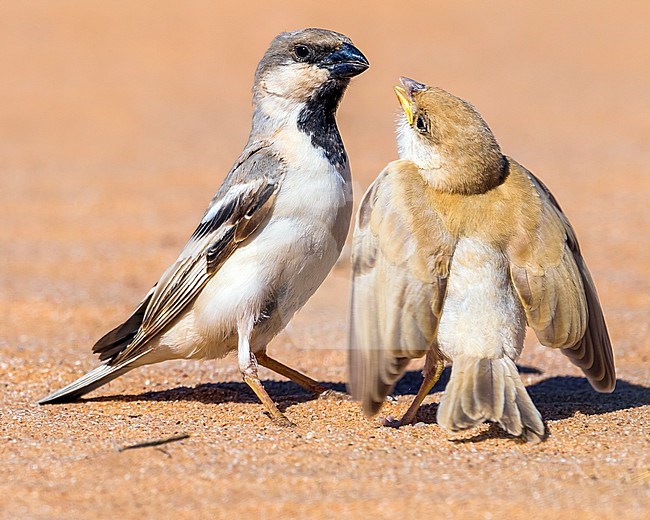 Male & juvenile Northern Desert Sparrow in Oued Jenna, Western Sahara. March 2011. stock-image by Agami/Vincent Legrand,