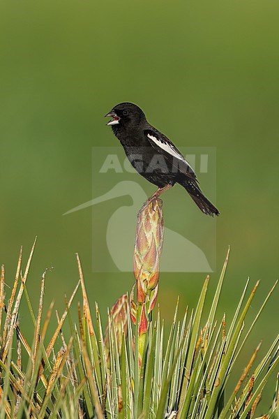 Adult male breeding
Weld Co., CO
June 2023 stock-image by Agami/Brian E Small,